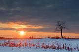 Stark Tree At Sunset_13061